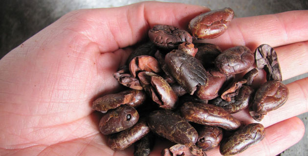 cacao cauca Colombia