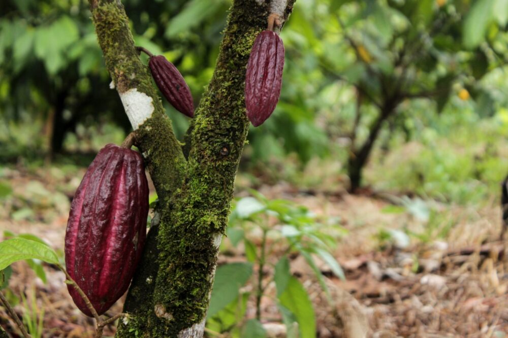 cacao cauca Colombia