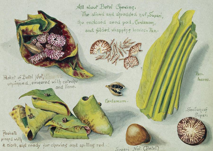 las especias de marco polo