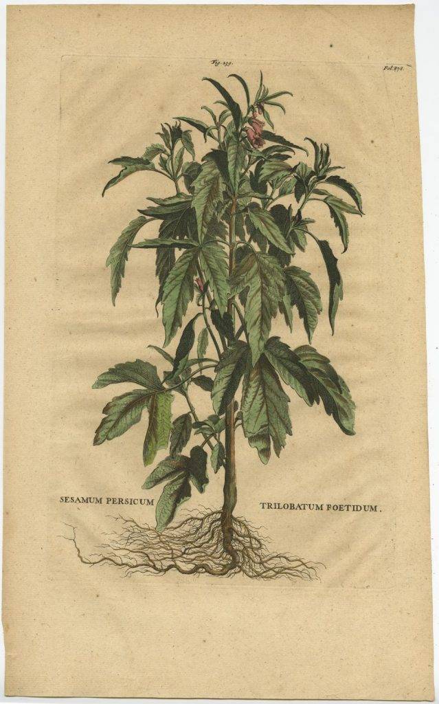 las especias de marco polo