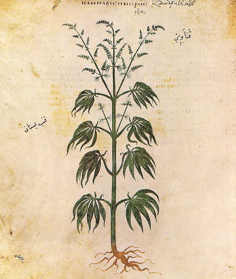 cannabis spicarium