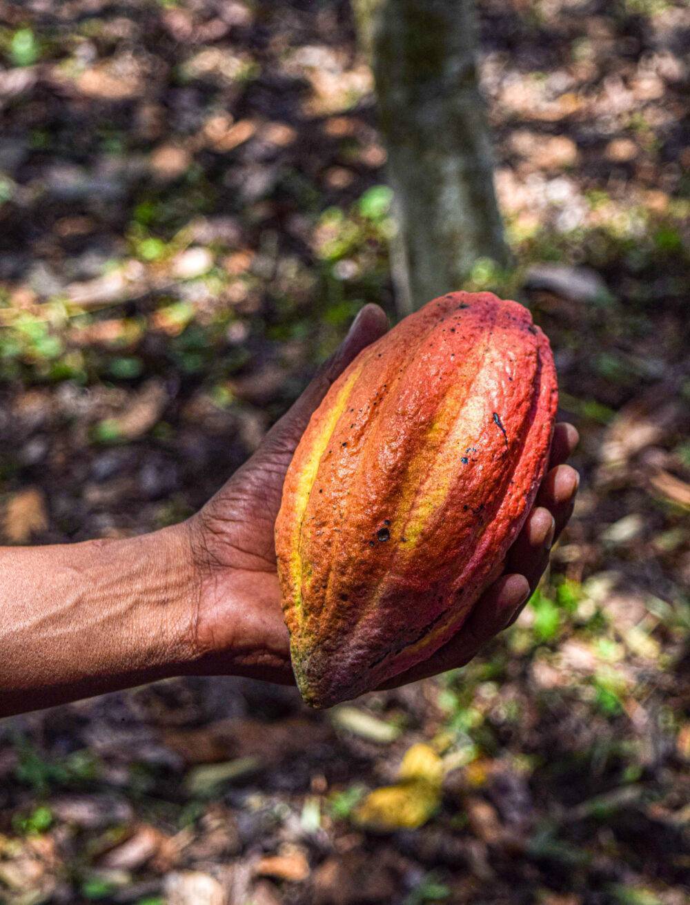cacao cauca spicarium