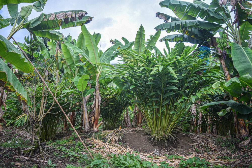 Conoce la historia del cardamomo colombiano