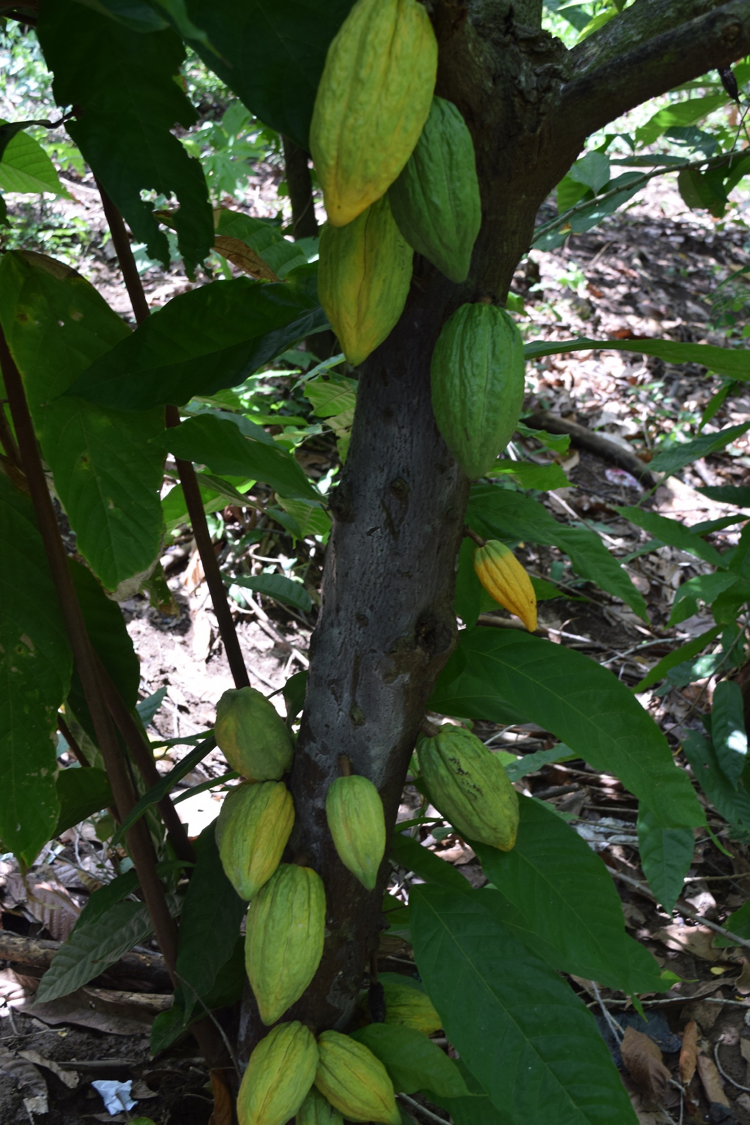 árbol de cacao