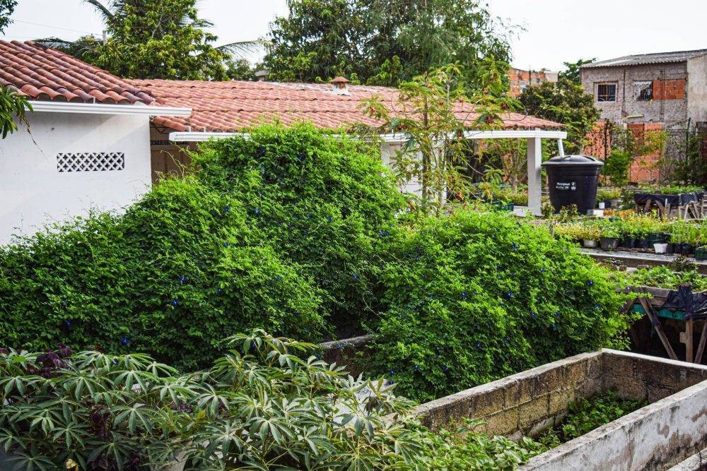 patios productivos clitoria-641